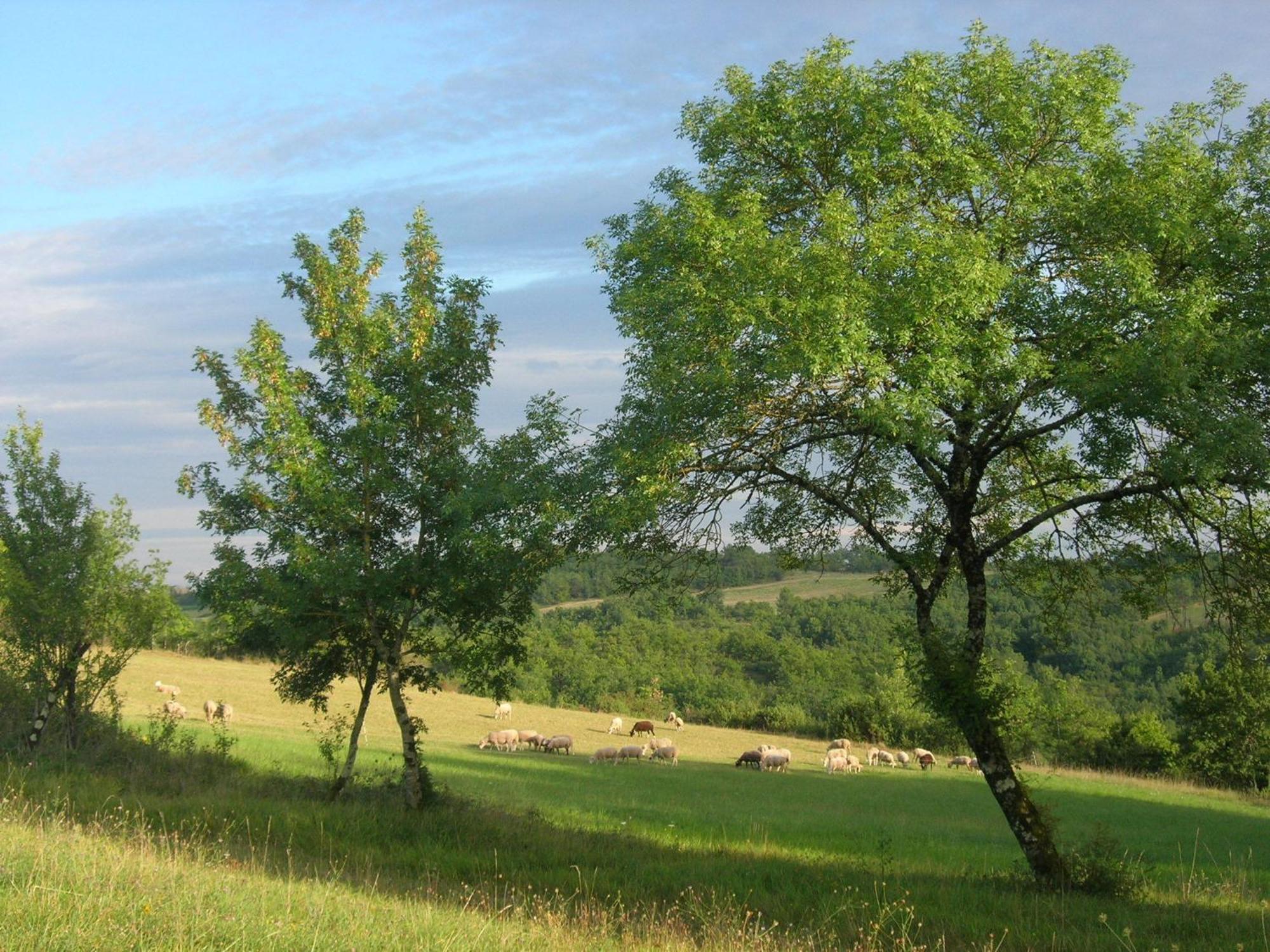 Les Hauts D'Albas Albas  Camera foto